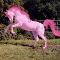 pinkie pie real horse