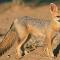 Cape Fox