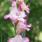 Gladiolus (August)