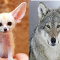 Both *so i can turn wolf and a fennce fox...YAY!*