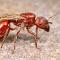 Red Harvest Ant