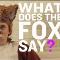 What does the fox say