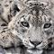 Snow Leopard