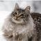 Norwegian Forest Cat