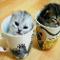 cup kittie