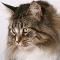 Maine Coon Cat