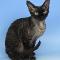 Devon Rex