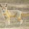 Kit Fox