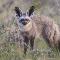 Bat-Eared Fox