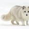 Arctic Fox