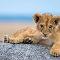 Lion cub