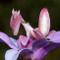 Orchid Mantis (<3)