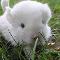 A cuddly, fluffy chinchilla!