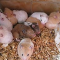 Hamsters