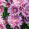 Chrysanthemum (November)