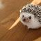 Cute hedgehog