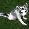 Marble Fox