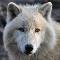 Arctic Wolf