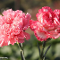 Carnation (January)