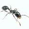 Little Black Ant