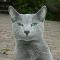 Russian Blue Cat