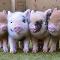 Funny mini piggies wheeeheeheee