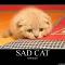 Sad cat 11