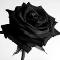 Black rose