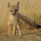 Swift Fox