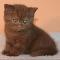 british shorthair cinnamon