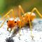 Yellow Meadow Ant