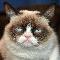 Be the coolest person in the world but be ugly(like grumpy cat)