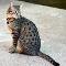 Egyptian Mau