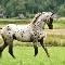 Appaloosa