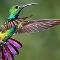 Hummingbird