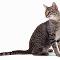 Egyptian Mau Cats