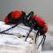 Velvet Ant