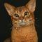 Abyssinian cat