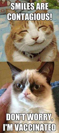 Grumpy cat :)