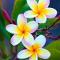 Plumeria