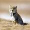 Tibetan Sand Fox