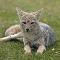 South American Gray Fox