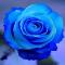 Blue rose