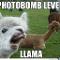 Llamas