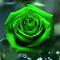 Green rose