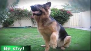 GERMAN SHEPHERD DOES MOST AMAZING DOG TRICKS!!