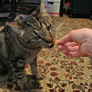 Delicious homemade cat treats