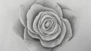 How to Draw a Rose