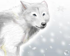 Wolf Rp (1)