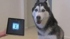 Husky Dog Sings with iPAD - Better than Bieber! (now on iTunes!)